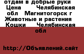  отдам в добрые руки  › Цена ­ 1 - Челябинская обл., Магнитогорск г. Животные и растения » Кошки   . Челябинская обл.